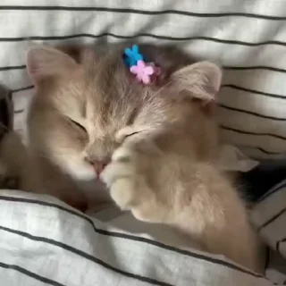 🐈