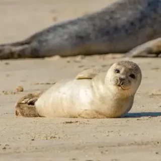 🦭