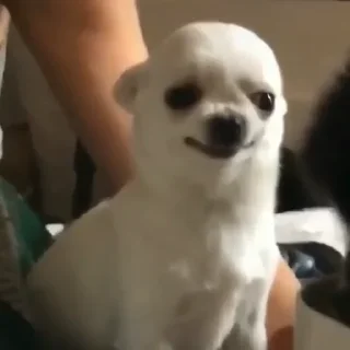 🐩
