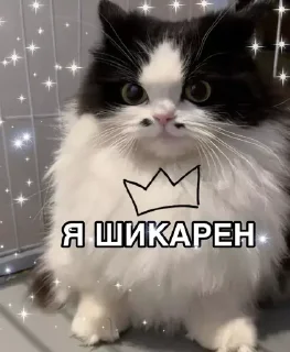 🤩