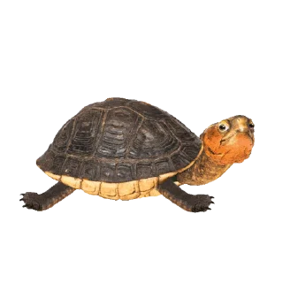 🐢