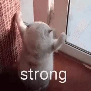 🐱
