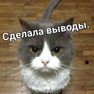 🐈