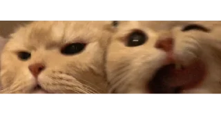 🐱