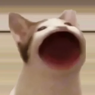 😺