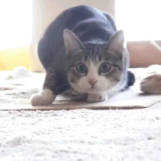 🐱