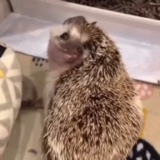 🦔