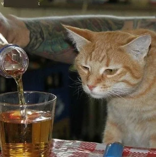 🐱