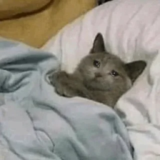 🥺