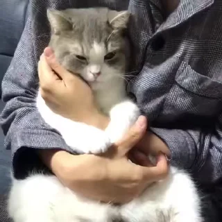 😻