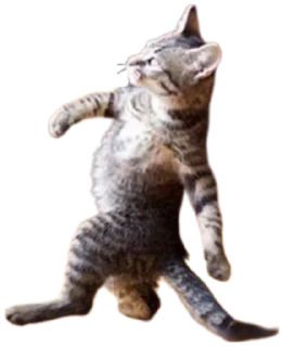 😎