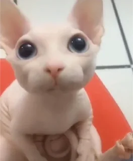 🥺