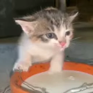 🐾