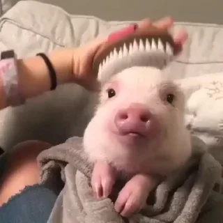 🌟