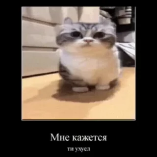 🐱