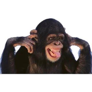 🙉