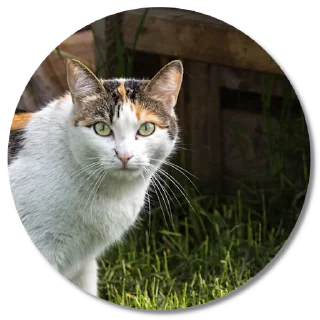 😼