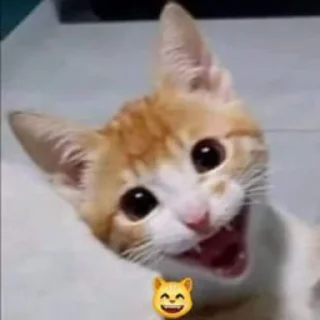 😸