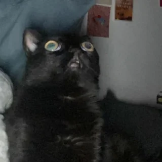 😺