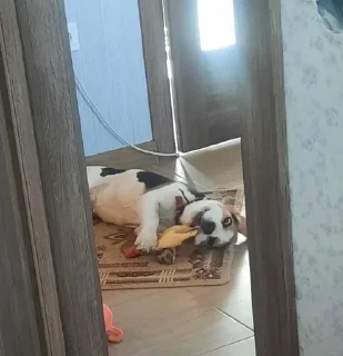 BeagleAmor :: @fStikBot