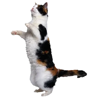 🐈
