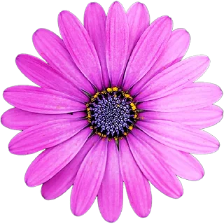 🌺