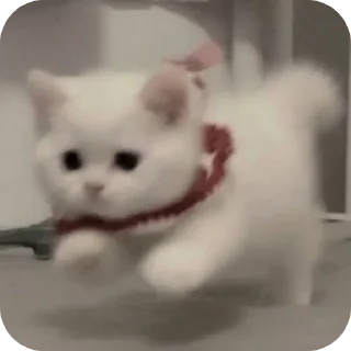 🐱