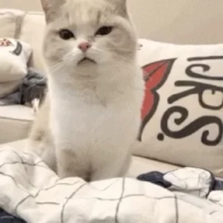 🐱