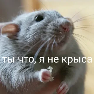 🐀