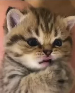 🌟