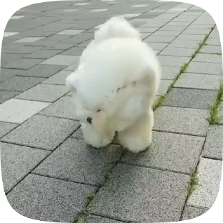🐶