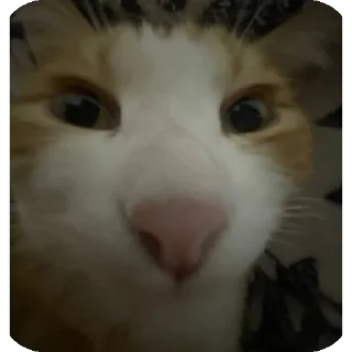 🐱
