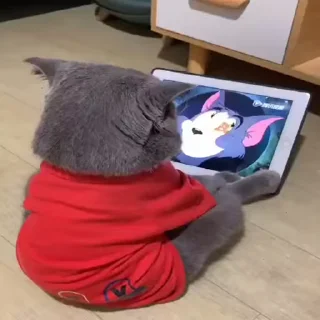 🐈