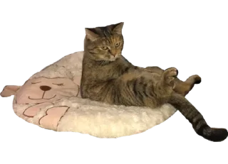😾