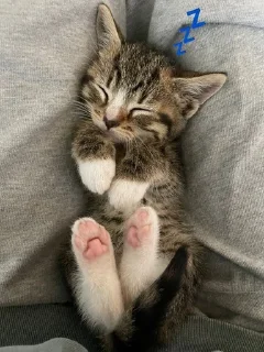 💤