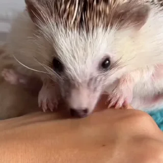 🦔