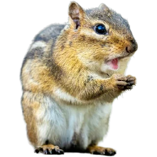 🐿️