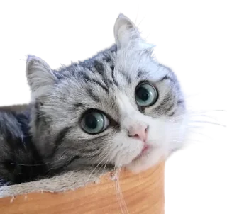 😺