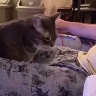 🐈