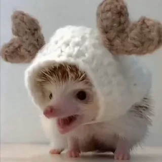 🦔