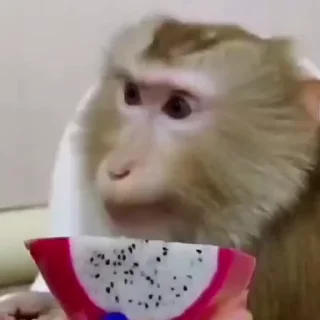 🐵