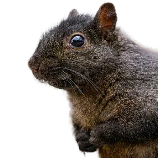 🐿️