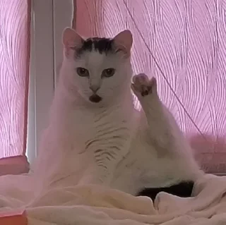 🐈