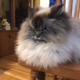 😾