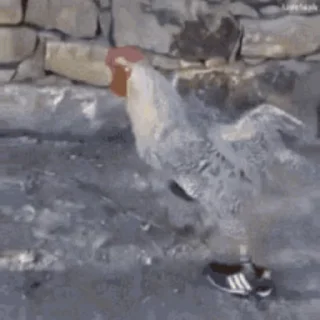 🐔