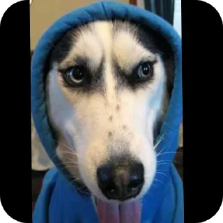 🐶