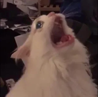 😭