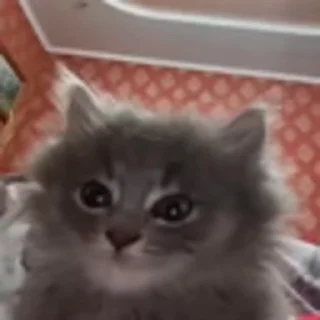 🐈‍⬛