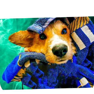 🐶