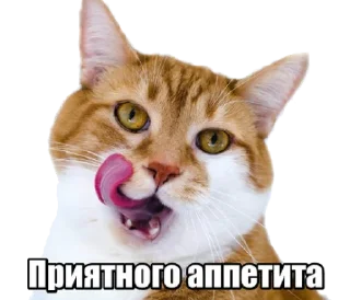 😹